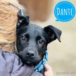 Dante, fröhlicher und katzenverträglicher Welpe