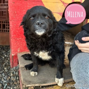 Milena, bezauberner Mudi   Pekinese Mischlingswelpe