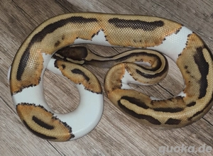 Piebald 100 % het Dessert Ghost Weibchen Königspython