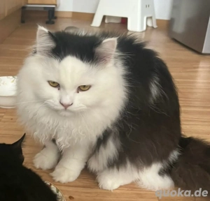 perser katze (kuschelt) 