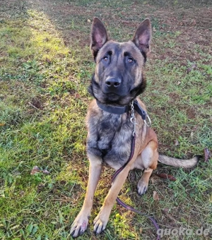 Asher, bildhübscher Malinois   Belgischer Schäferhund  Bild 5