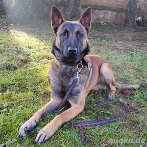 Asher, bildhübscher Malinois   Belgischer Schäferhund  Bild 3