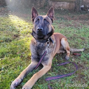 Asher, bildhübscher Malinois   Belgischer Schäferhund  Bild 4