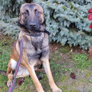 Asher, bildhübscher Malinois   Belgischer Schäferhund  Bild 2
