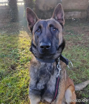 Asher, bildhübscher Malinois   Belgischer Schäferhund  Bild 6