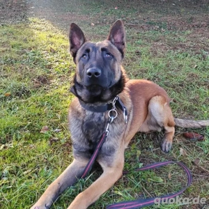 Asher, bildhübscher Malinois   Belgischer Schäferhund  Bild 7