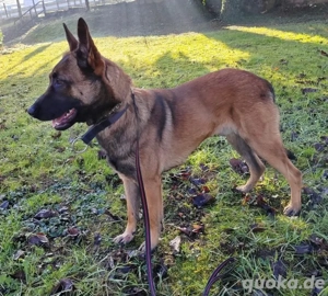 Asher, bildhübscher Malinois   Belgischer Schäferhund  Bild 8