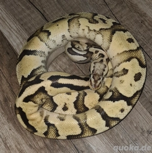 Pastel Vanilla gravel 66% het Clown Weibchen Königspython , Python Regius