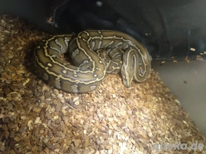 tiegerpython Jungtier 0.1