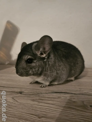 Chinchilla Weibchen Louise