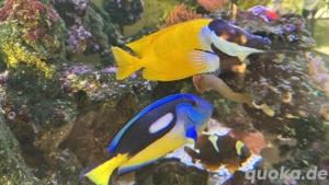 Meerwasseraquarium Fische Bild 4