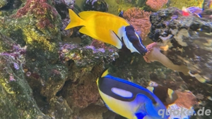 Meerwasseraquarium Fische Bild 3