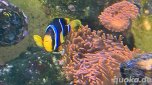 Meerwasseraquarium Fische Bild 5