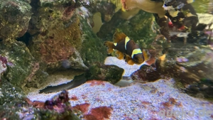 Meerwasseraquarium Fische Bild 2