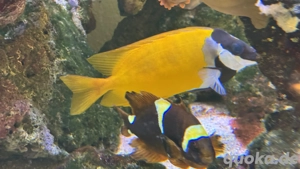 Meerwasseraquarium Fische Bild 7