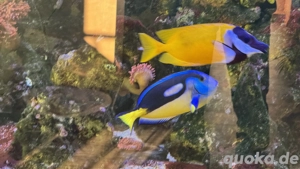Meerwasseraquarium Fische Bild 10