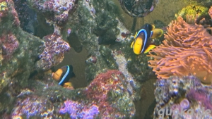 Meerwasseraquarium Fische Bild 6
