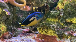 Meerwasseraquarium Fische Bild 8