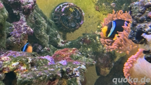 Meerwasseraquarium Fische Bild 9
