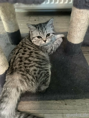 Britische Tabby Baby Katzen 