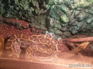 Tiegerpython Hypo 01