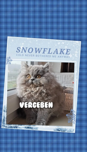 Wir haben noch einen Blue Smoke Boy und einTabby silver Mädchen 