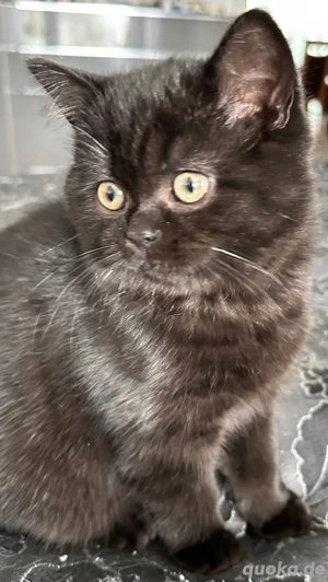 Britisch Kurzhaar Kätzchen ( männlich)