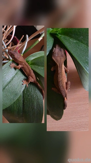 Kronengecko Nachzuchten