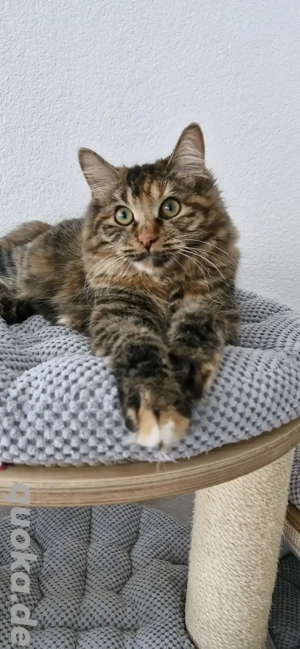 Junge Katze Kurilian Bobtail mit Stammbaum 