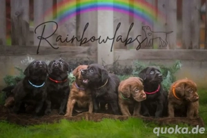 Labrador Welpe Weihnachtsangebot