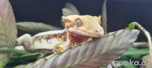 Suche Kronengeckos (Correlophus ciliatus)