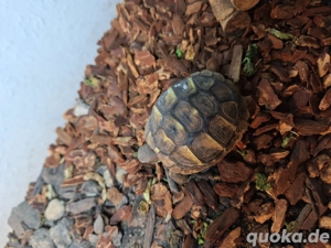 Schildkröten Baby August 2025