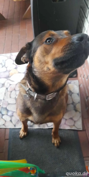 Belgischer Schäferhund Rottweiler Mix zu verkaufen