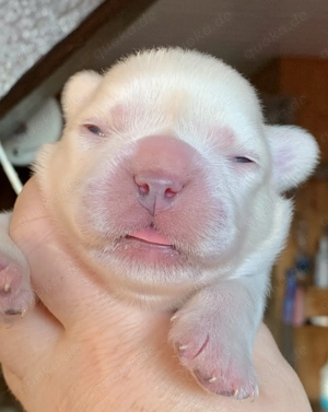 Premium Französische Bulldoggen Welpen aus promovierter Zucht 