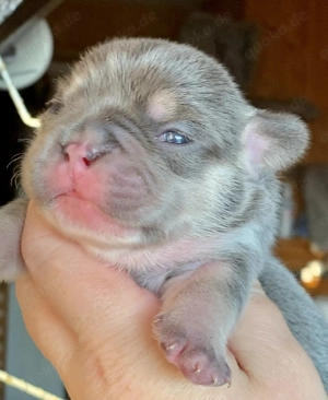 Premium Französische Bulldoggen Welpen aus promovierter Zucht