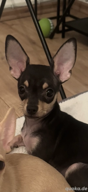 Chihuahua Welpe Junge 