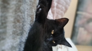 Süsse Britische kurzhaar mix 