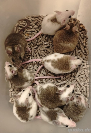 vielzitzenmäuse in klein, mittel und groß