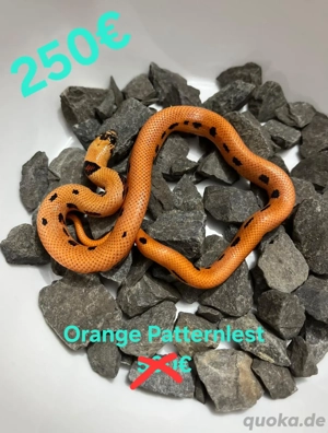 Lampropeltis Magmaking Königsnatter Nz 25