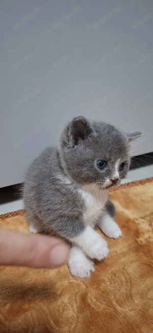 wunderschöne Britisch Kurzhaar Kitten 