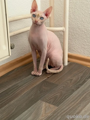 Sphynx Katze