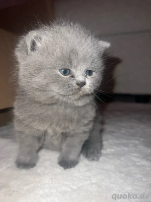 Britisch Kurzhaar BKH u. Langhaar Blaugrau