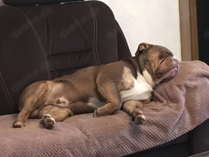 Bulldogge NEB Bulldog sucht ein neues Zuhause Bild 9