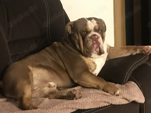 Bulldogge NEB Bulldog sucht ein neues Zuhause Bild 8