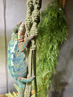 Pantherchamäleon zu Verkaufen