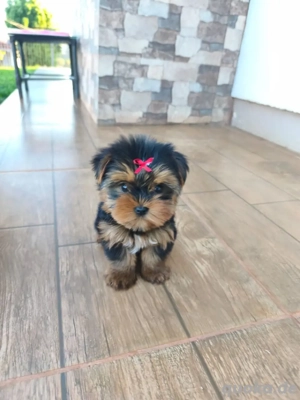 Exotische, süße und winzige Yorkshire-Terrier-Welpen   