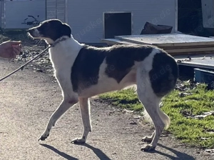 Chiquita, ab 1.3. PS in 29410 Salzwedel, sensible Hündin, groß, grazil