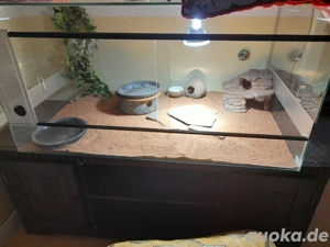 Leopardgecko Terrarium