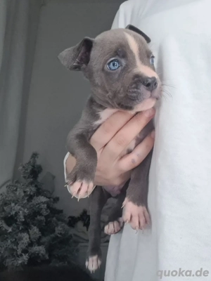 wunderschöne amerikan bully welpen 