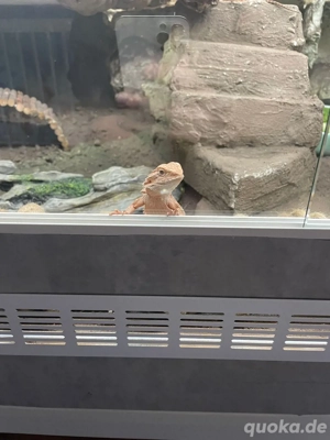 baragamen mit terrarium 